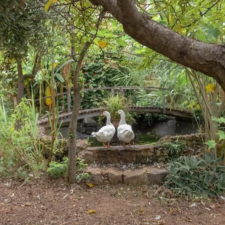 In The Botanical Garden *