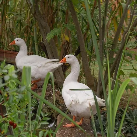 In The Botanical Garden *